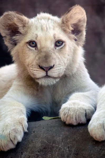 Weiße Löwenbabys — Stockfoto