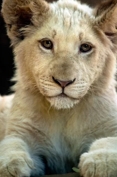 White Lion Cubs — Stok Foto