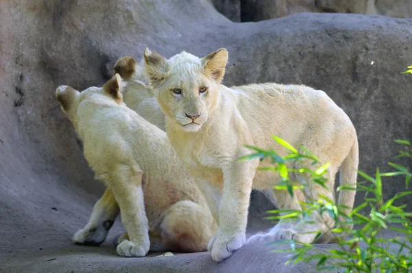 White Lion Cubs — Stock Photo, Image