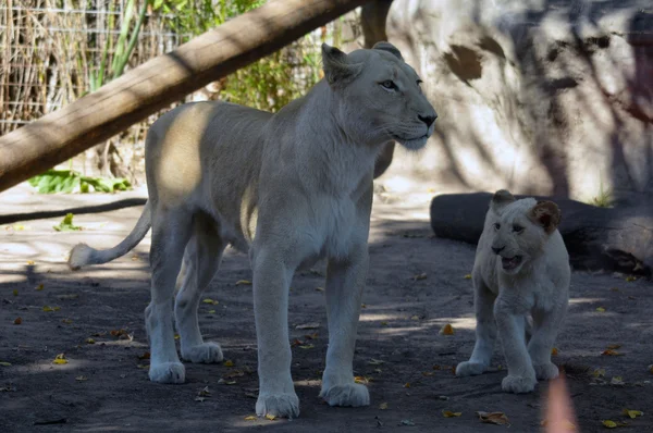White Lion Cubs Dan ibu mereka — Stok Foto