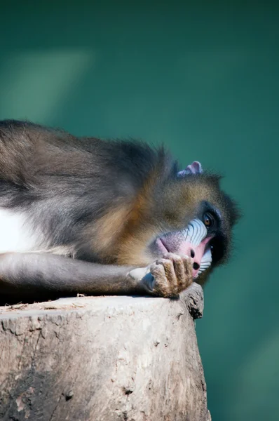 Mandril babuíno em cativeiro — Fotografia de Stock