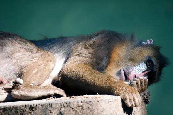 Mandril Baboon In Captivity — Stock Photo, Image