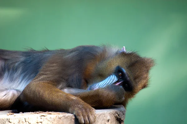 Mandril Baboon In Captivity — Stock Photo, Image