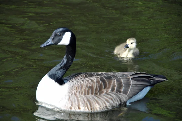 Young Canadian Geese — Stock Photo, Image