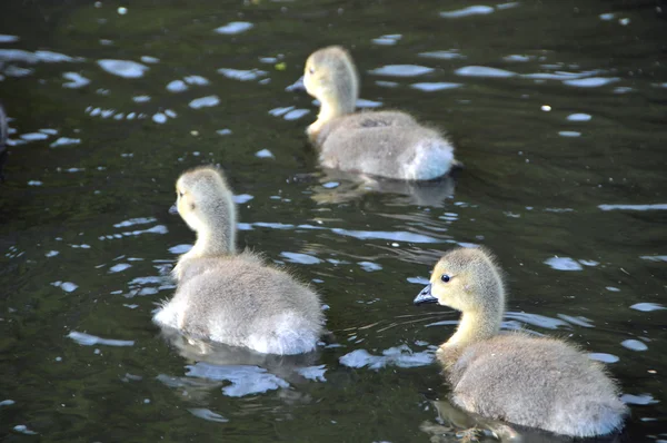 Young Canadian Geese — Stock Photo, Image