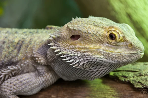 stock image Lizards