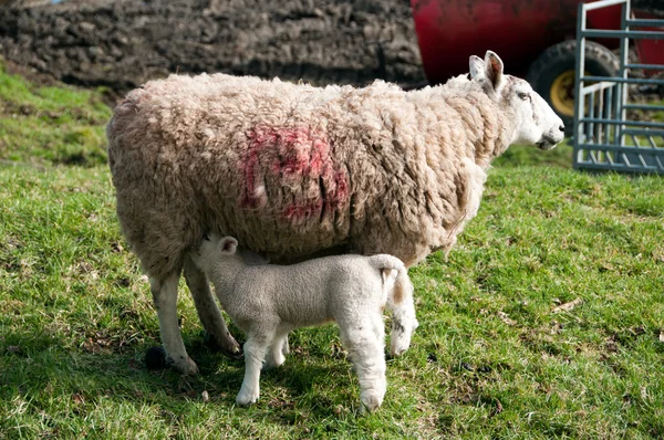 Young Baby Lamb — Stock Photo, Image