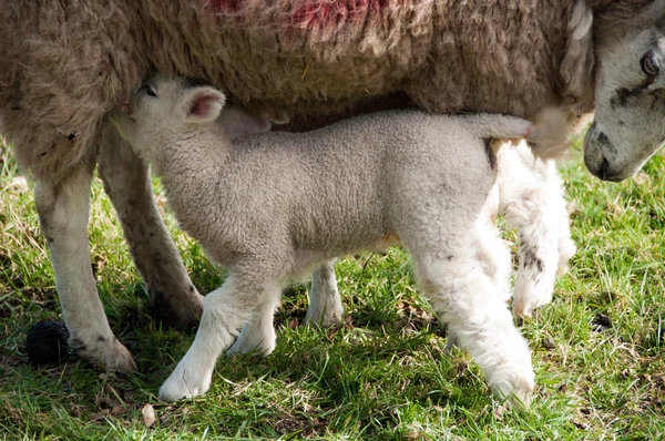 Young Baby Lamb — Stock Photo, Image