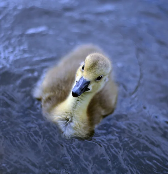 stock image Young Canadian Geese