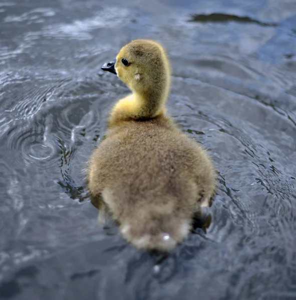 stock image Young Canadian Geese