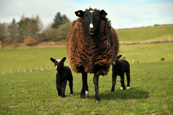 New born sheep and mother — Stock Photo, Image
