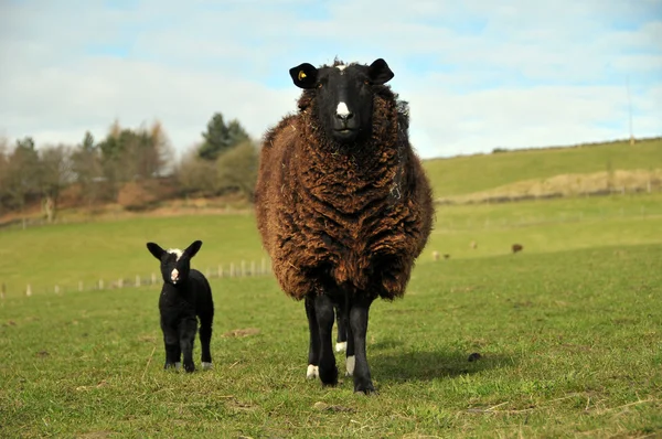 New Born Sheep and Mother — Stock Photo, Image