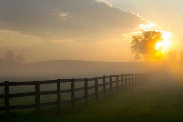 Foggy Pasture Sunrise — Stock Photo, Image