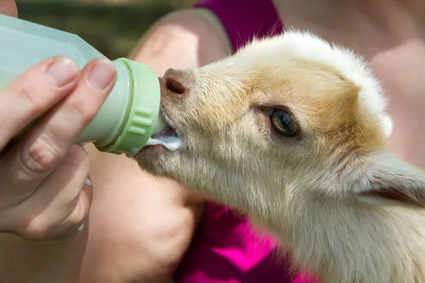 Bottle Feeding Baby Goat — Stockfoto