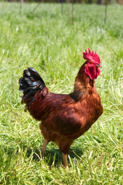 Rhode Island Red Rooster clipart