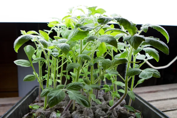 Ekologisk tomat plantor — Stockfoto