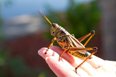 Florida Grasshopper Lubber clipart