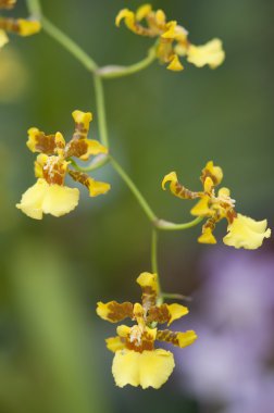 seçimi güzel orkide