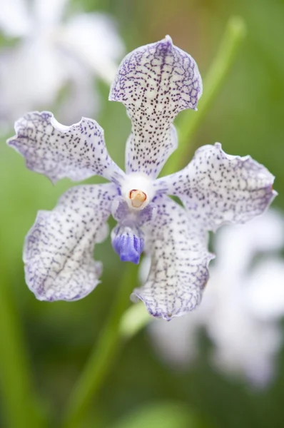 Selección hermosa orquídea —  Fotos de Stock