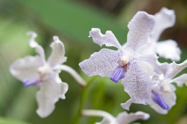 Selección hermosa orquídea — Foto de Stock