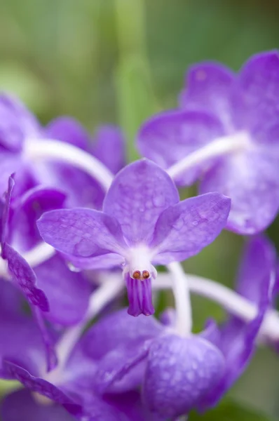 Selectie mooie orchid — Stockfoto