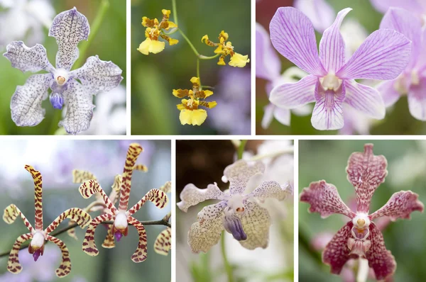 選択美しい蘭の花 — ストック写真
