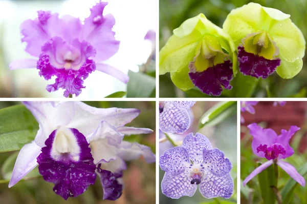Selezione bella orchidea — Foto Stock