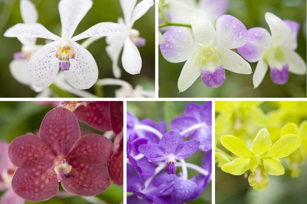 Выбор красивой орхидеи — стоковое фото