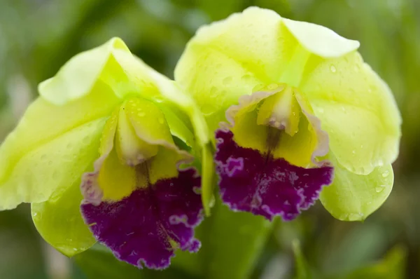 Seleção bela orquídea — Fotografia de Stock