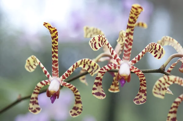 Seleção bela orquídea — Fotografia de Stock