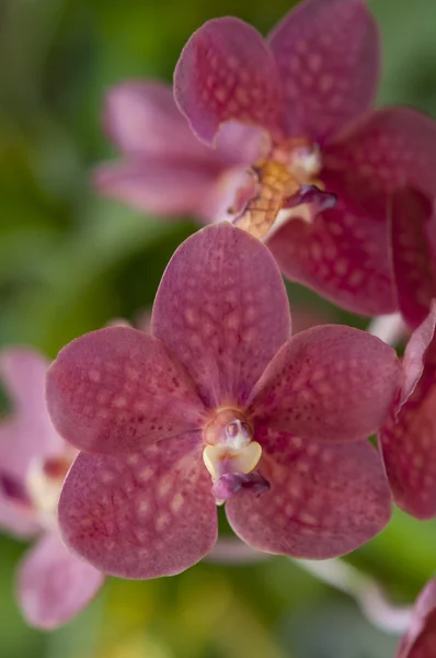 Seçimi güzel orkide — Stok fotoğraf