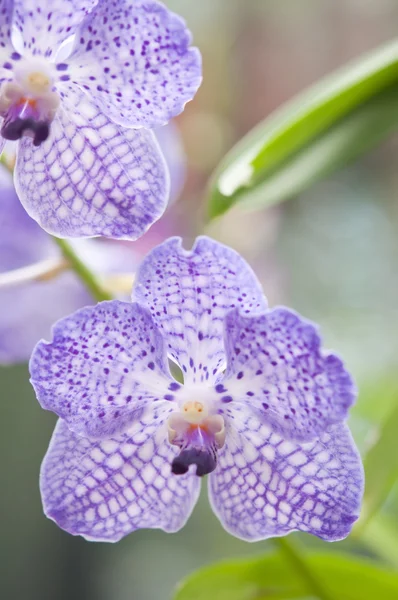 Výběr krásných orchidejí — Stock fotografie