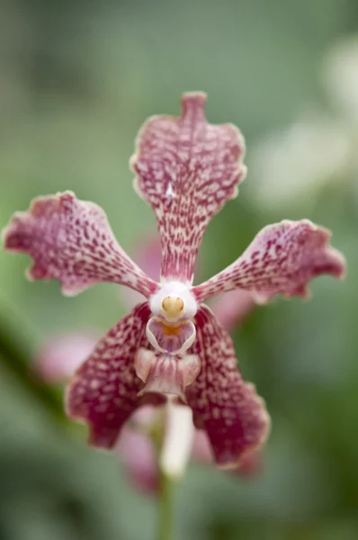 Sélection belle orchidée — Photo