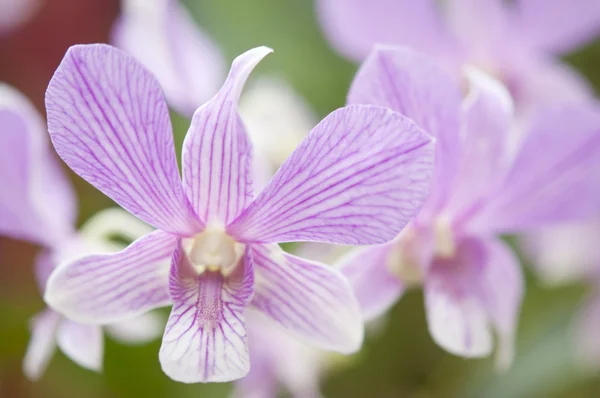 選択美しい蘭の花 — ストック写真