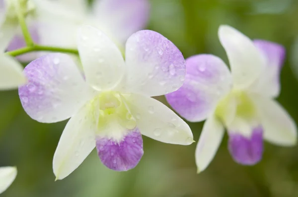 Výběr krásných orchidejí — Stock fotografie