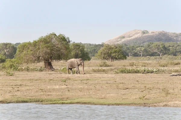 Großer männlicher Elefant; sri lanka — Stockfoto