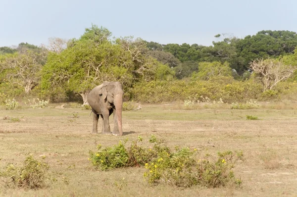Elefante macho grande; Sri Lanka — Foto de Stock