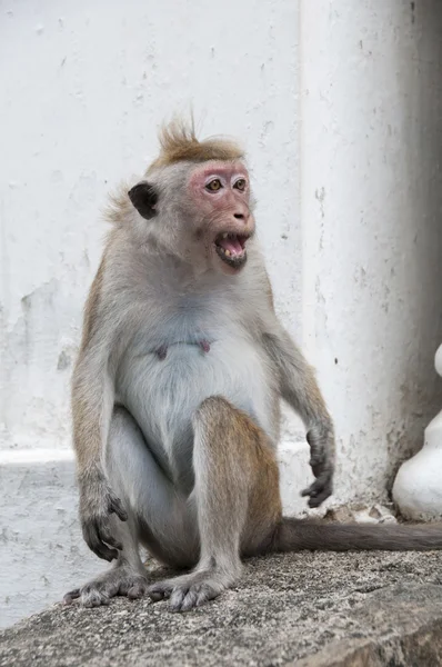 Krzyki małpa portret — Zdjęcie stockowe