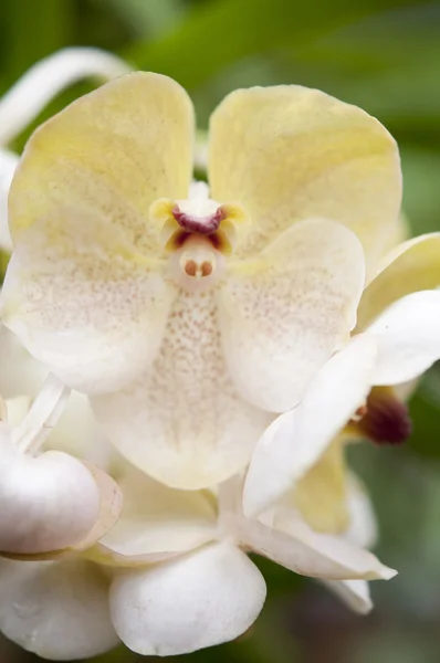 Selectie mooie orchid — Stockfoto