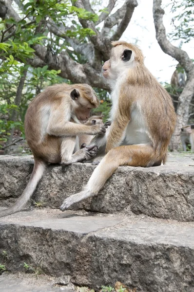 Egy majom egy másik takarítás — Stock Fotó