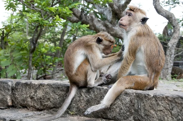 Een aap schoonmaken van andere — Stockfoto