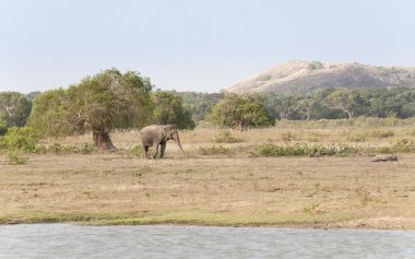 Büyük erkek fil; Sri Lanka