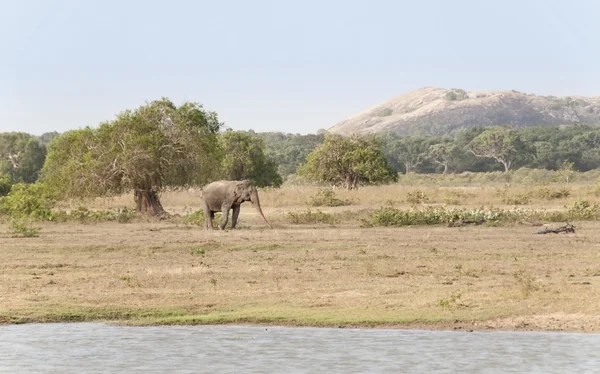 Grand éléphant mâle ; Sri Lanka — Photo