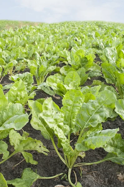 Field with sugar-beet — Stock Photo, Image