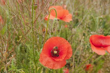 Poppies alanında