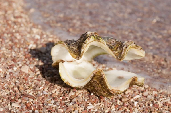 Shell on beach in waves — Stock Photo, Image