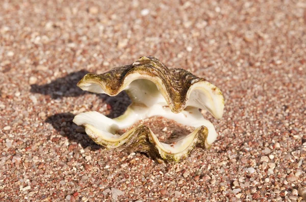 Sea shells on small stones — Stock Photo, Image