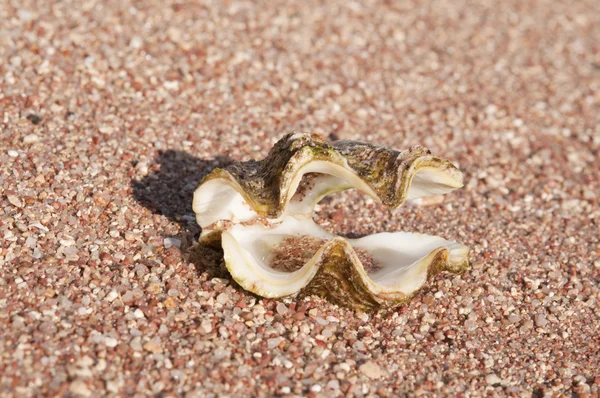 Sea shells on small stones — Stock Photo, Image
