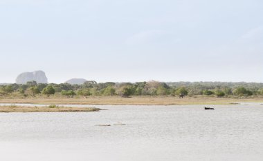 Lake and wild animals in a reserve, Sri lanka clipart