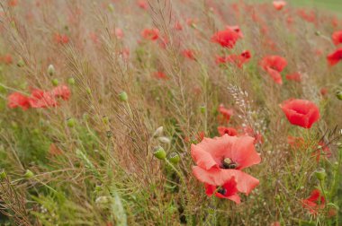 Poppies alanında